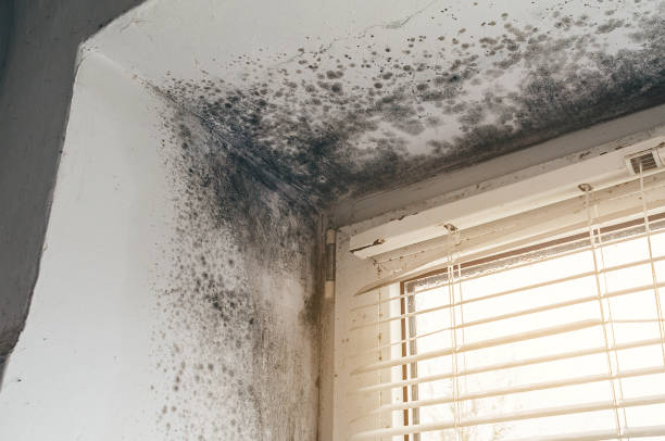 Affordable Basement Mold Removal solutions in West Milford, NJ